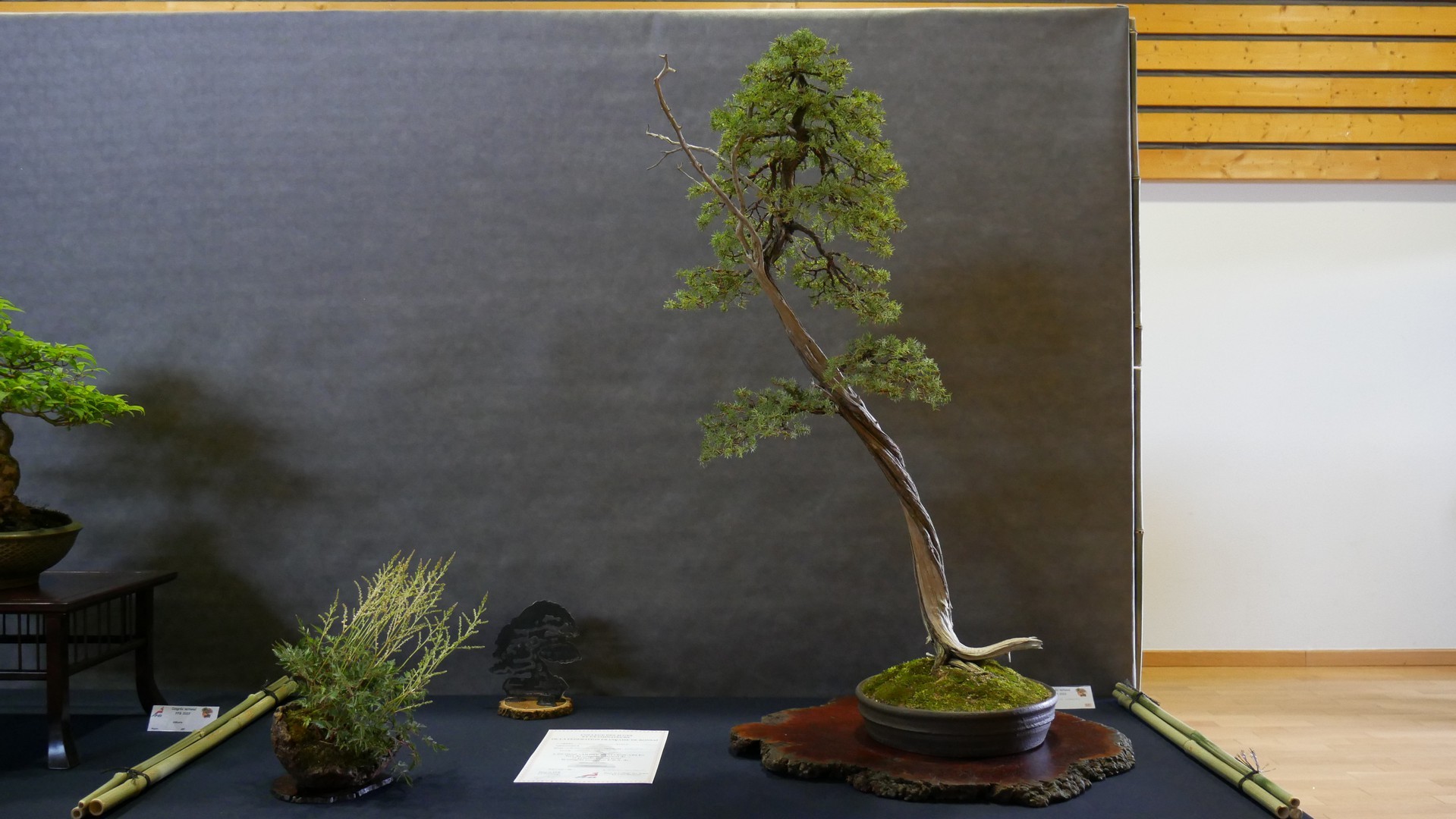 Arbre primé