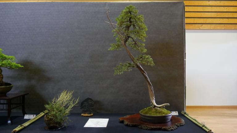 Arbre primé