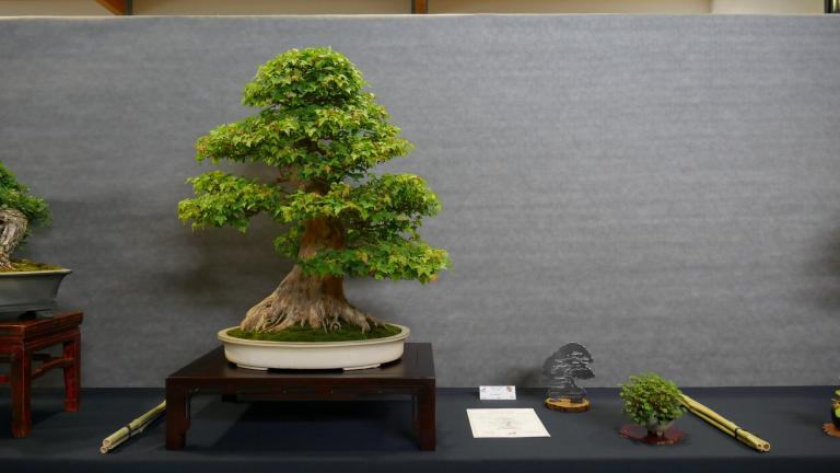 Arbre primé